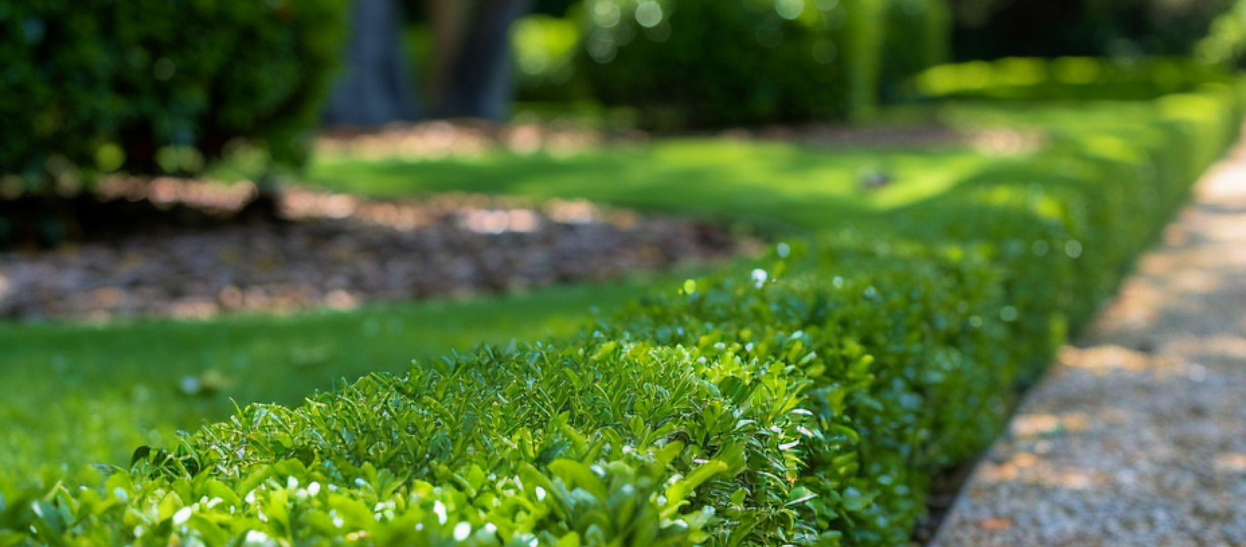 Tree & Shrub Care