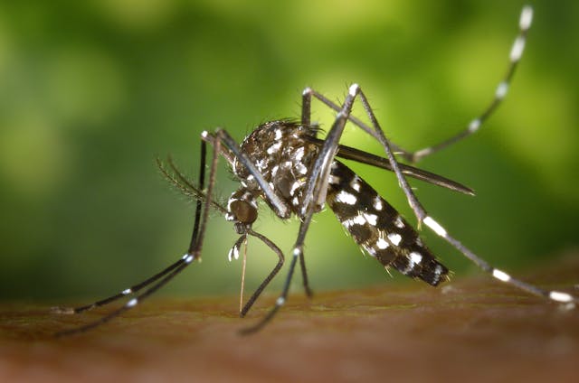 Ant & Spider Control for Mason, Ohio Homes: What to Expect