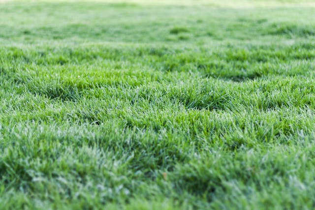 Grub Control 101: Signs Your Warren County Lawn Needs It