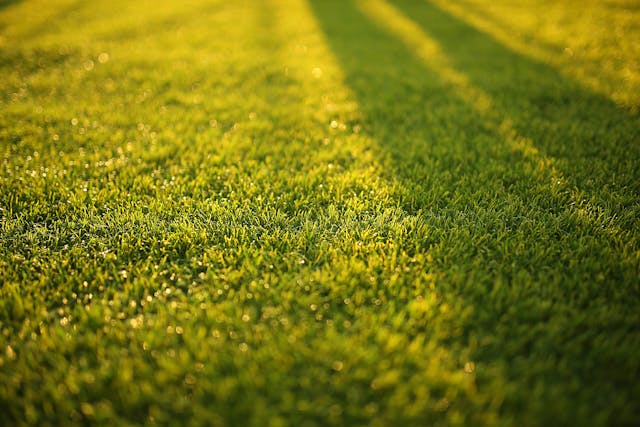 When to Apply Pre-Emergent Herbicide in Springboro, Ohio: Your Crabgrass Prevention Guide